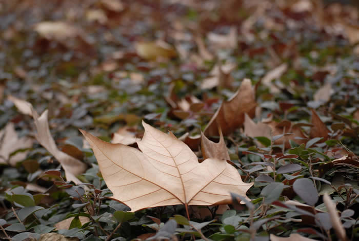 香港死亡證明公證用于內地更改婚姻狀況