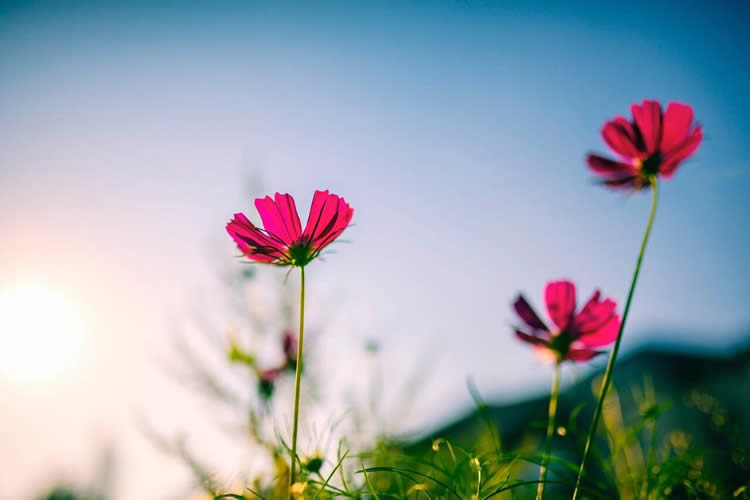 子女是香港身份要怎么辦理放棄繼承父母遺產聲明書公證