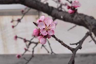 香港居民要申請在內(nèi)地從事律師執(zhí)業(yè)怎么辦理經(jīng)內(nèi)地認(rèn)可的公證人公證聲明本人在香港未受刑事處罰呢？