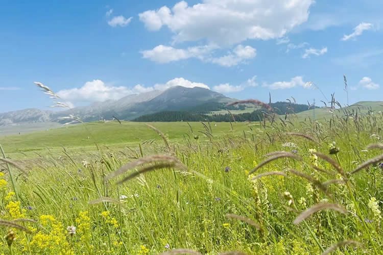 中國(guó)公民在美國(guó)離婚現(xiàn)要更改婚姻狀況怎么辦理美國(guó)離婚判決書海牙認(rèn)證？