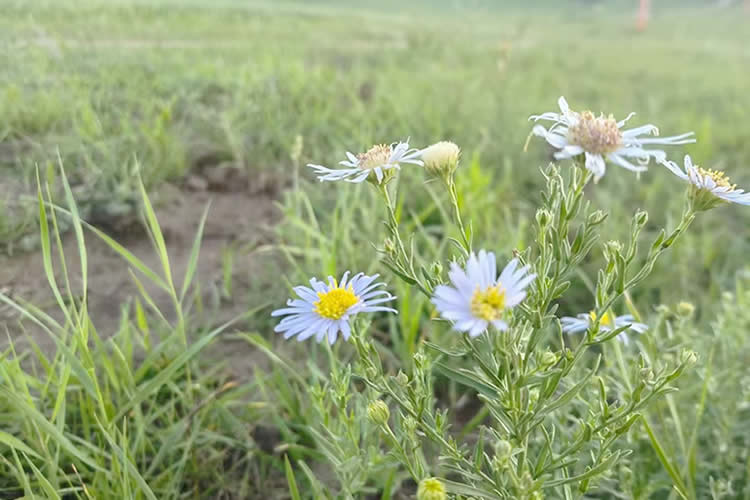 只有很久之前的出生公證書(shū)的香港人怎么辦理出生公證認(rèn)證用于在香港繼承父母遺產(chǎn)呢？ 