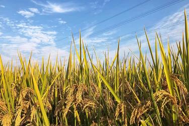 內(nèi)地出生的香港人怎么辦理中西語出生公證書及加簽附加證明書呢？