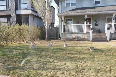 香港公司要在巴西投資設(shè)立公司怎么辦理授權(quán)委托書海牙認(rèn)證呢？