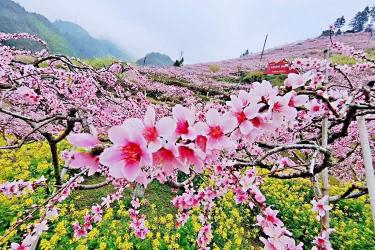 港寶要在珠海市上學(xué)怎么做香港出生紙公證和蓋章轉(zhuǎn)遞呢？